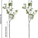 6 pcs Artificial Greenery Stems, 41.3’’ Tall Fake Plants Branches Faux Greenery Ficus Twig Leaf for Home Garden Shop Office Desk Decoration
