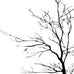Stickerbrand© Nature Vinyl Wall Art Bare Tree Branch Wall Decal Sticker - Black, 72" x 42", Right to Left. Easy to Apply & Removable.