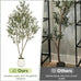 VIVATREES Olive Trees Artificial Indoor, 7FT Tall Faux Olive Tree with White Tall Planter, Artificial Plants with Natural Wood Trunk and Lifelike Fruits for Home Office Decor