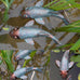Set of 2 Antique Koi Fish Statue, Outdoor Garden Sculpture for Patio, Backyard, Pond, and Home Decor