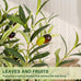 VIVATREES Olive Trees Artificial Indoor, 7FT Tall Faux Olive Tree with White Tall Planter, Artificial Plants with Natural Wood Trunk and Lifelike Fruits for Home Office Decor