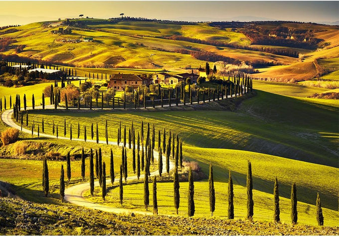 wall26 - Tuscany, Rural Sunset Landscape. Countryside Farm, Cypresses Trees, Green Field - Removable Wall Mural | Self-Adhesive Large Wallpaper - 66x96 inches