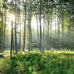 Reyhui Sunshine Forest Mural Wallpaper Landscape Tree