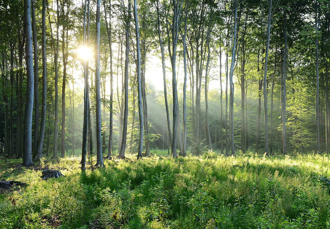Reyhui Sunshine Forest Mural Wallpaper Landscape Tree